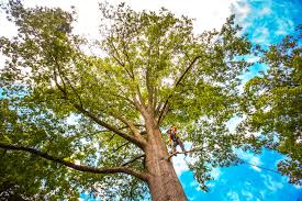 Best Tree Trimming and Pruning  in Poseyville, IN